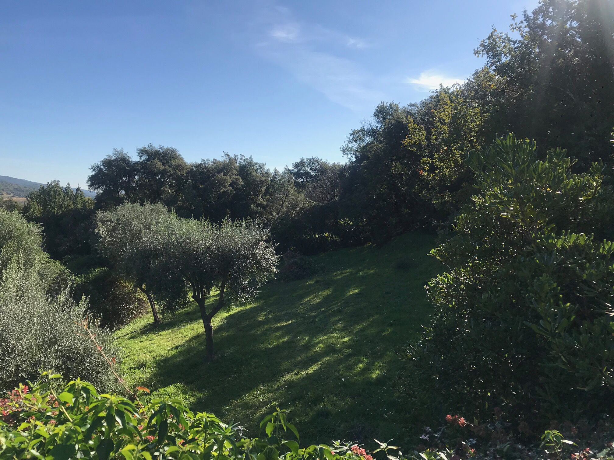 A lush garden with various trees and shrubs, a grassy slope, and a clear blue sky.