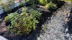 Un giardino con diverse piante, un vialetto sterrato e una recinzione in legno.