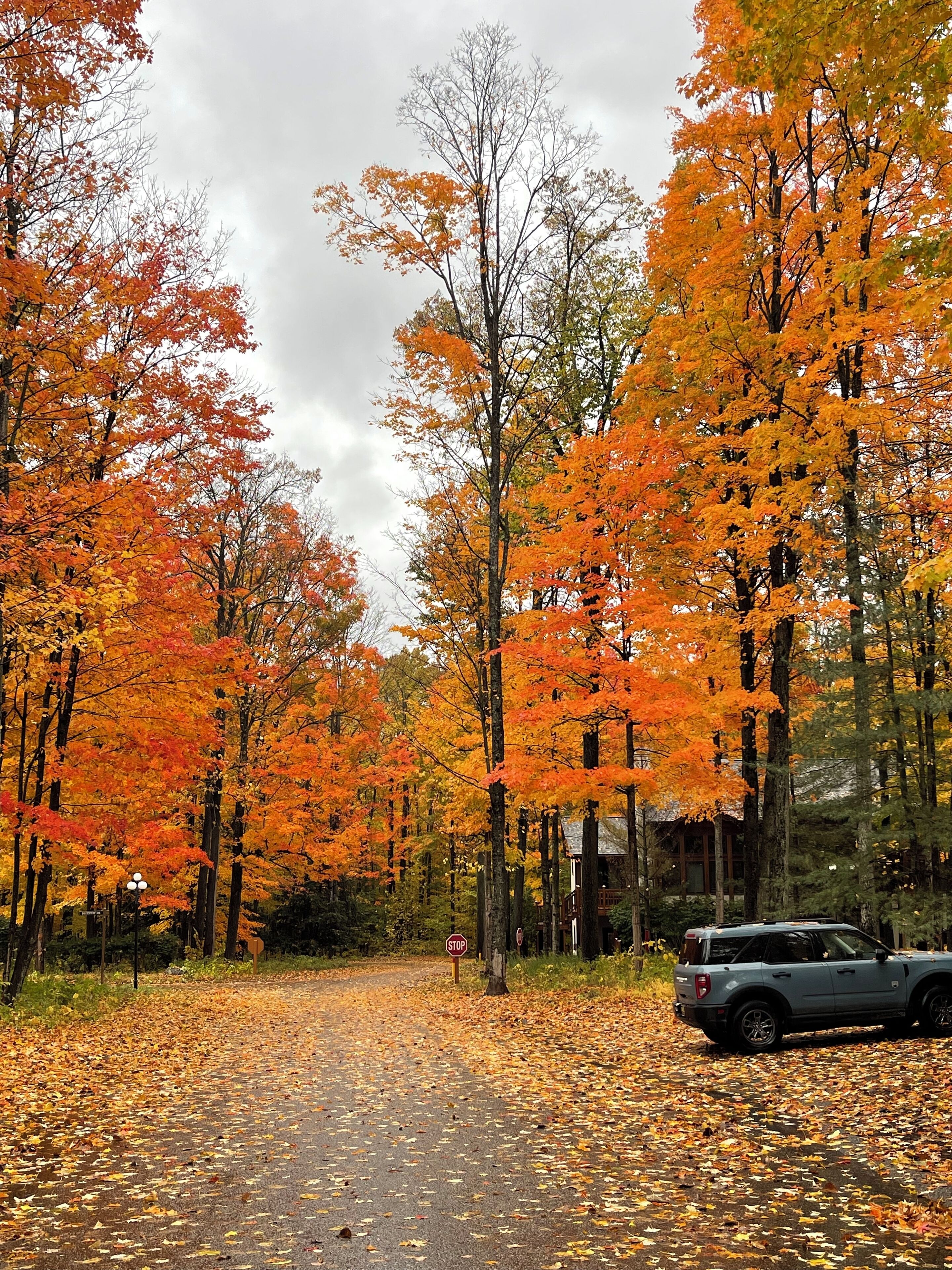 Ein gepflasterter Weg, bedeckt mit herabgefallenen Blättern, umgeben von Bäumen mit Herbstlaub.
