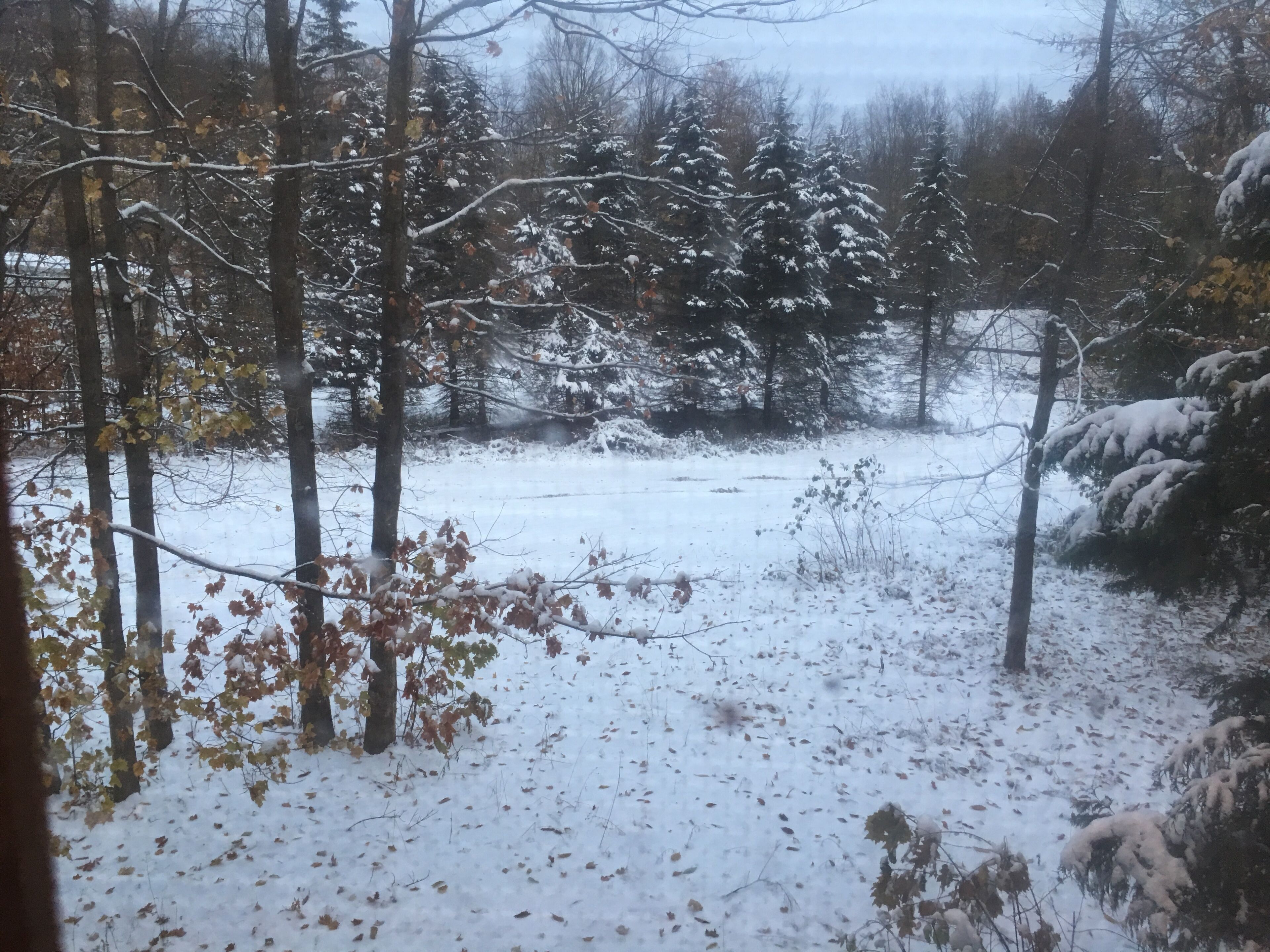 A snowy forest scene with leafless trees and a snow-covered ground.