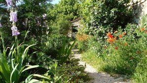 Ein Gartenpfad mit verschiedenen Pflanzen und Blumen.