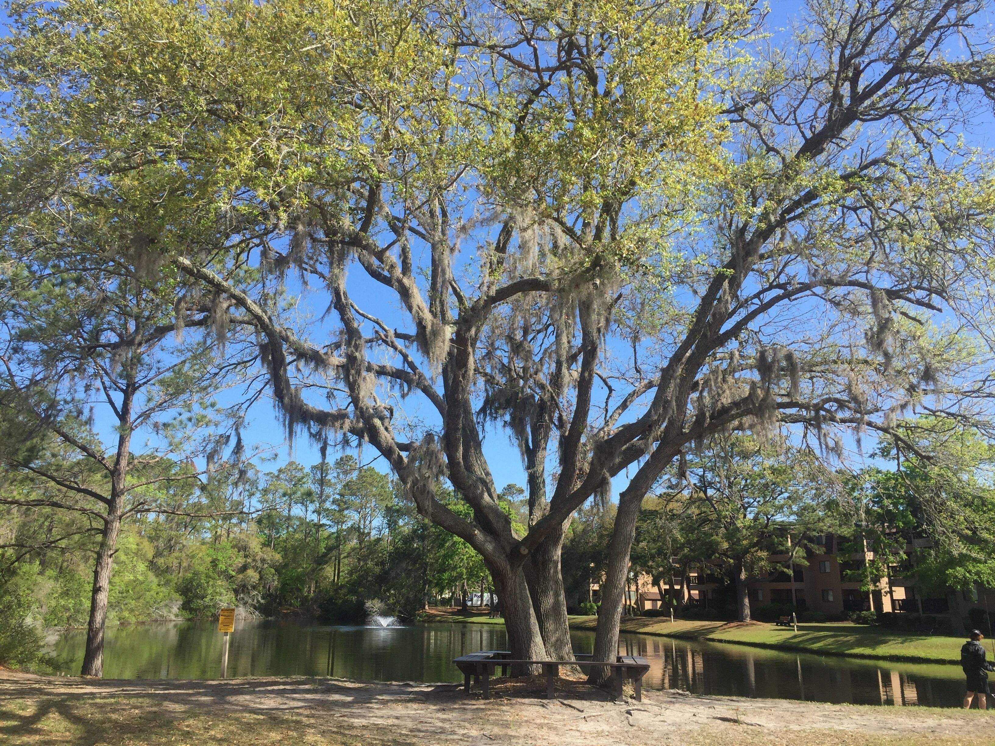 A large tree with Spanish moss, a bench, and a calm lake with a fountain.