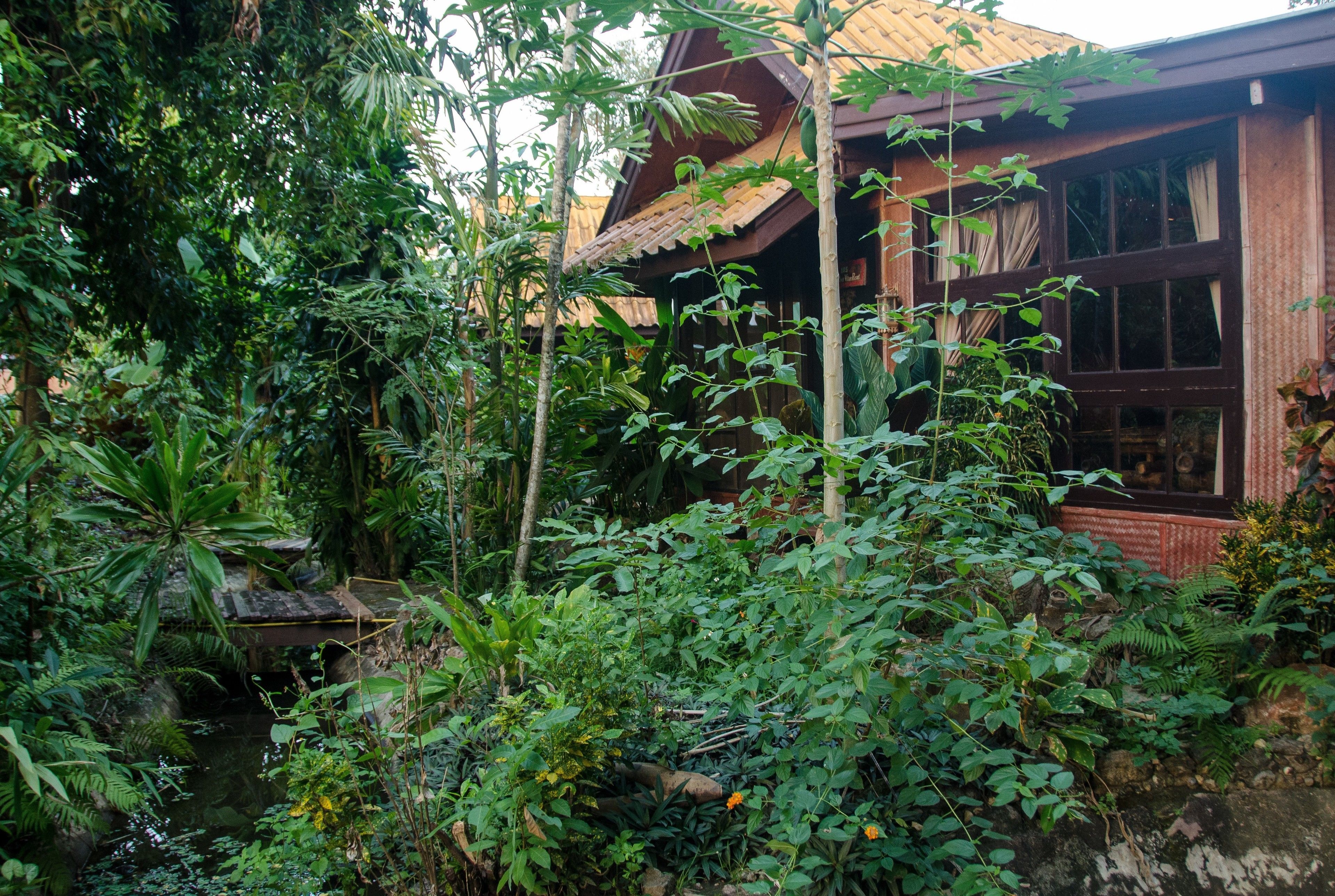 A traditional wooden house surrounded by dense tropical vegetation and a small stream.