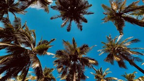 A view of tall palm trees against a clear blue sky.