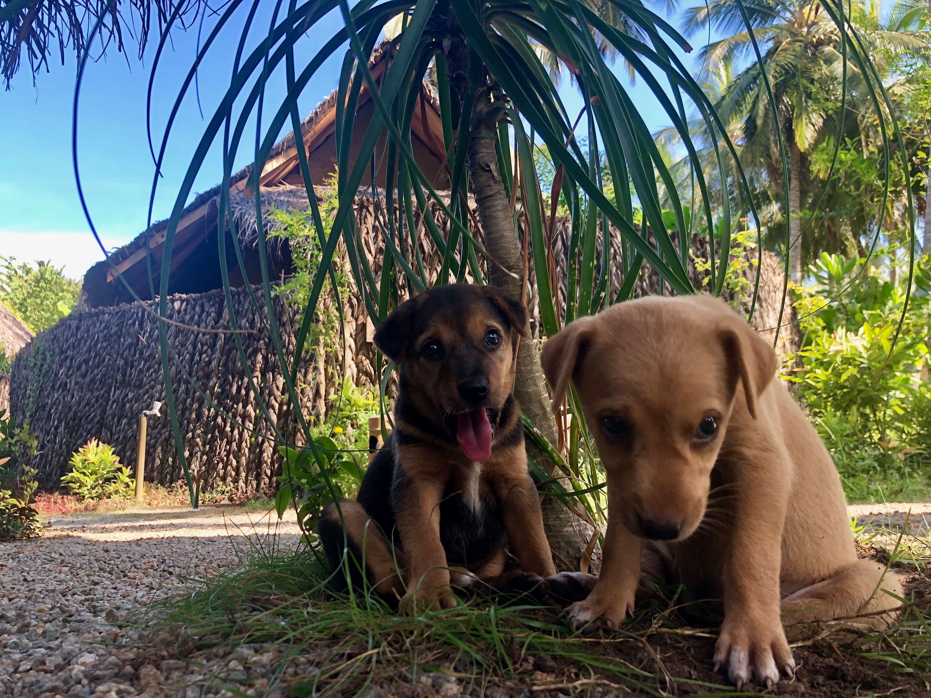 Twee honden zitten op een grindpad, met een rieten dakconstructie en palmbomen op de achtergrond.
