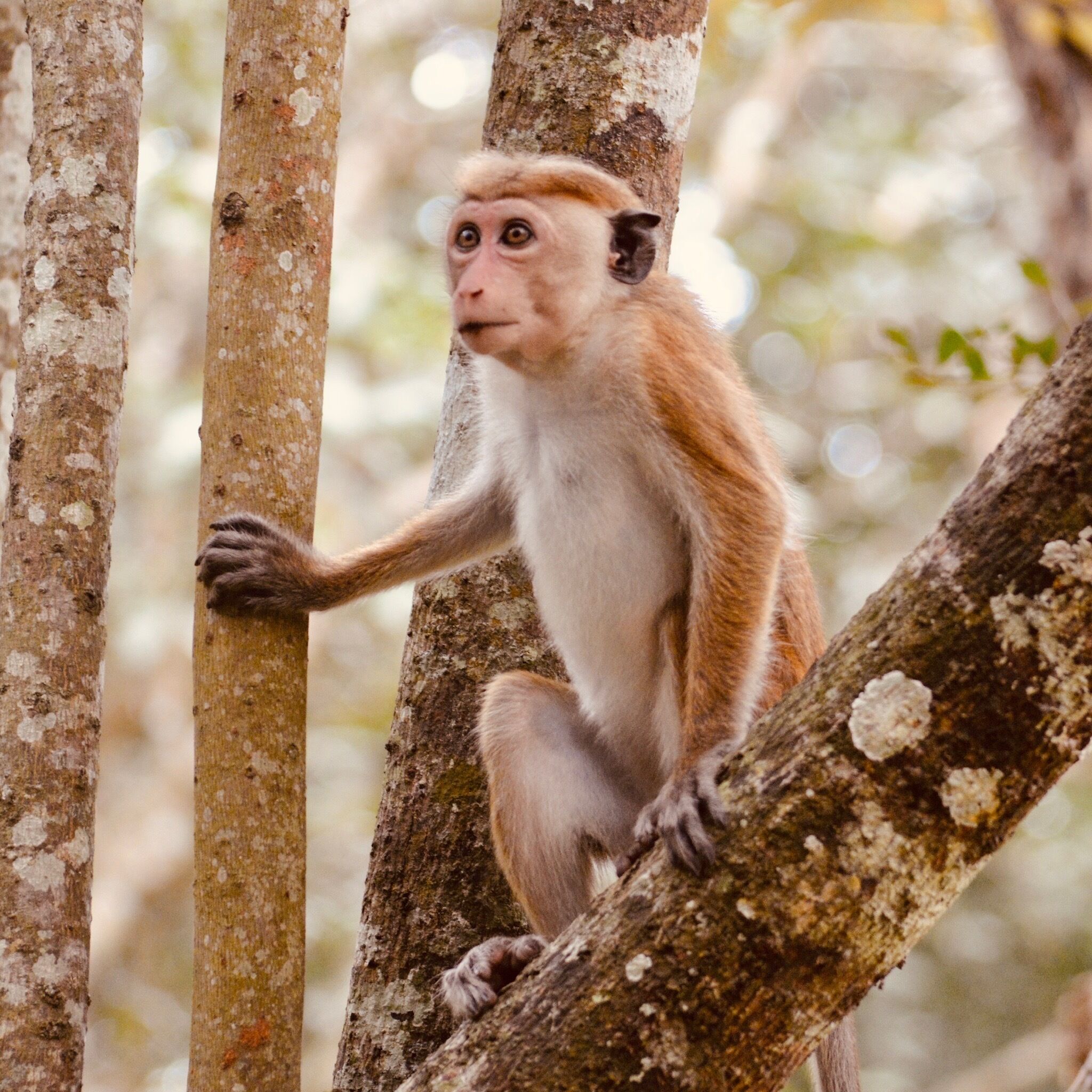 A monkey sitting on a tree branch.