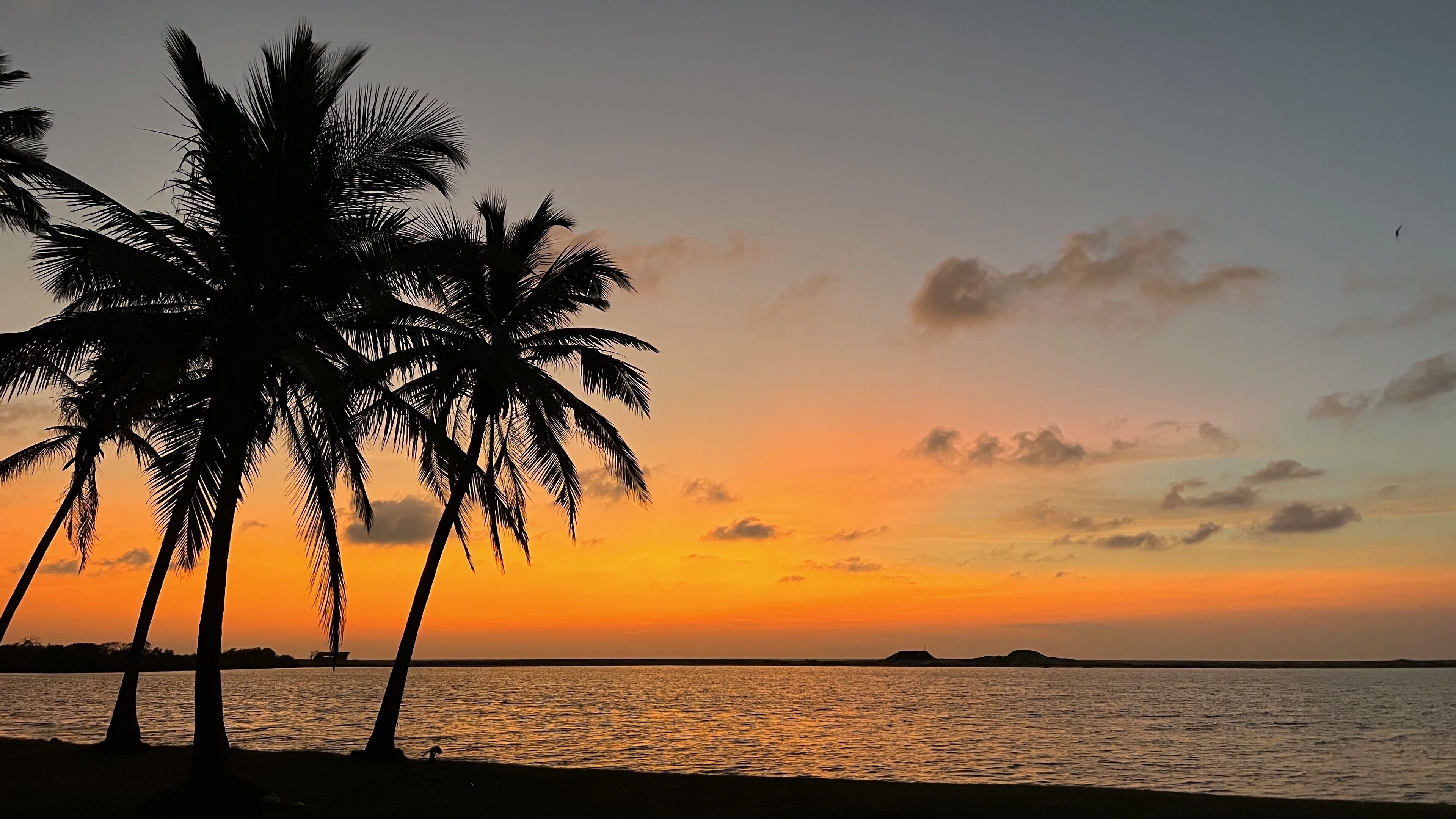 A sunset view with palm trees silhouetted against the sky.