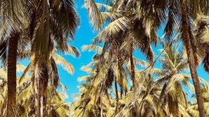 A row of palm trees with a hammock and rustic wooden furniture in a sunny outdoor setting.