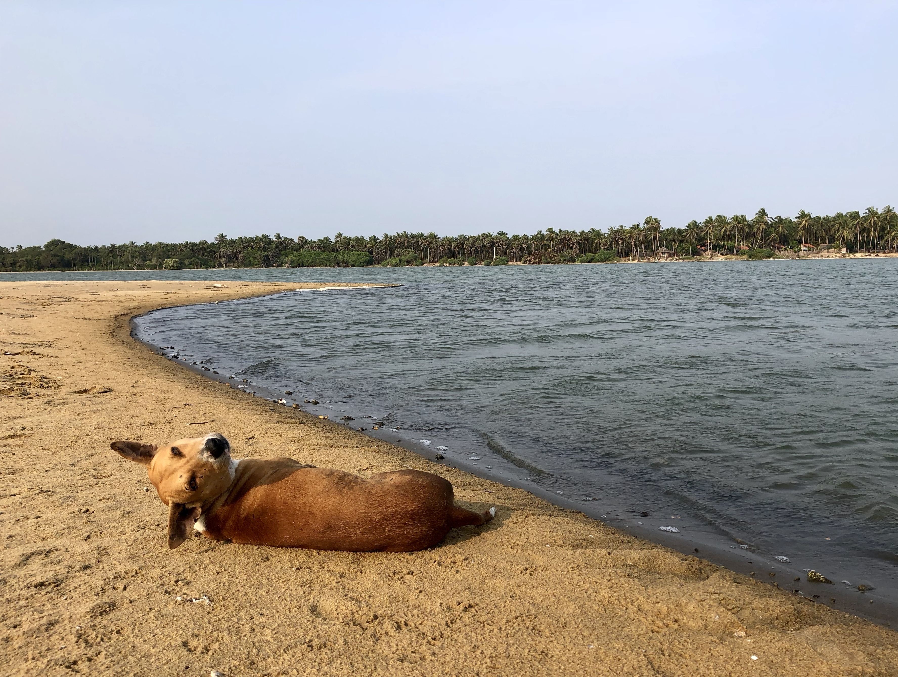 A beach with a dog lying on the sand near the water's edge.