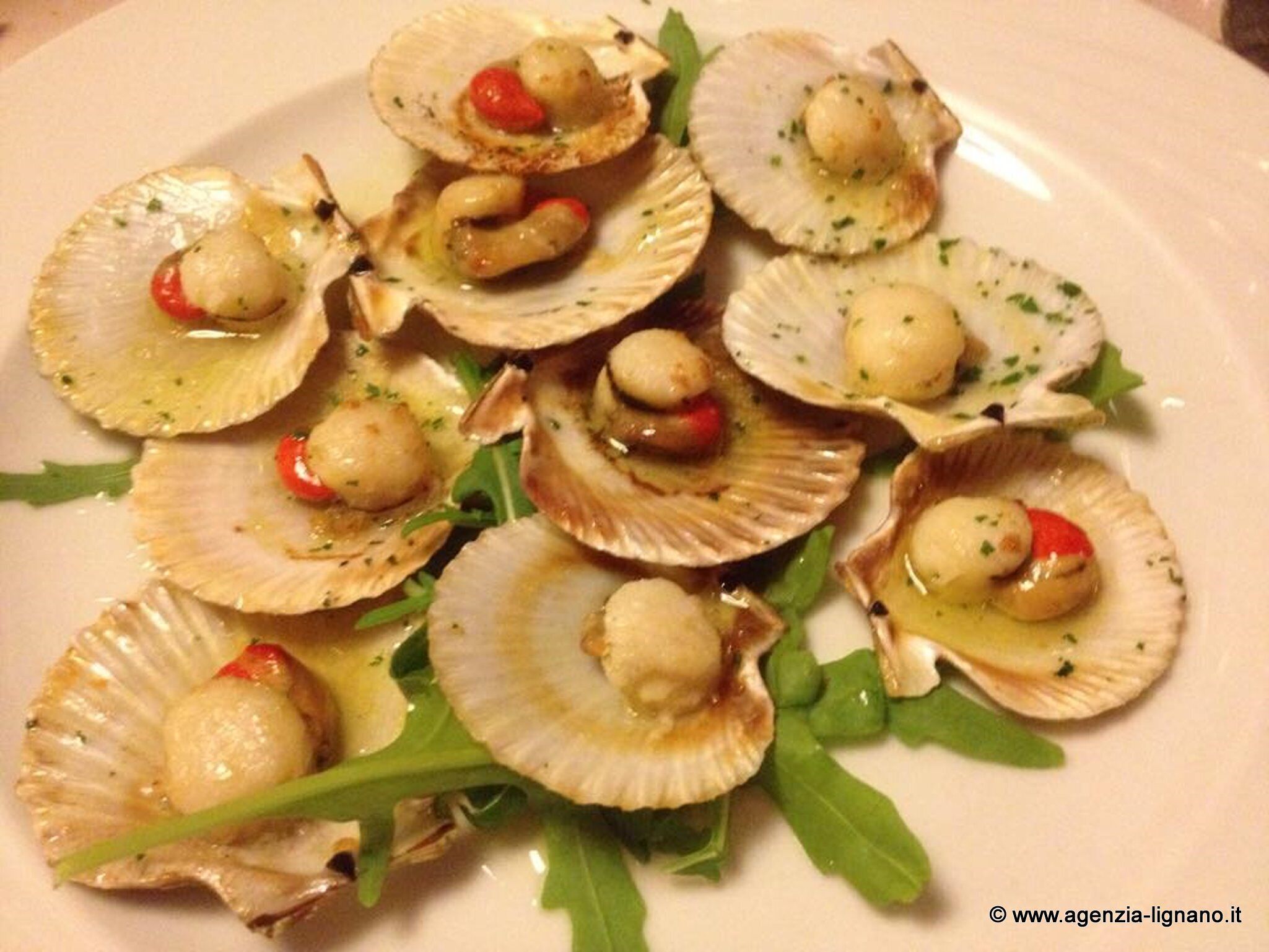 A plate of cooked scallops with cherry tomatoes and herbs.