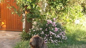 Un chien est assis sur un chemin de pierres dans un jardin, avec une clôture en bois et des arbustes en fleurs.