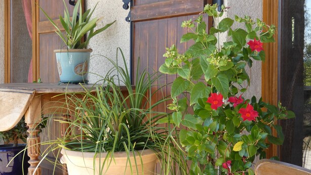 Une table en bois, avec des plantes en pot et une chaise.
