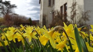 A field of yellow daffodils in front of a building with multiple windows and a sloped roof. - Kilchoan House Hotel (Acharacle)