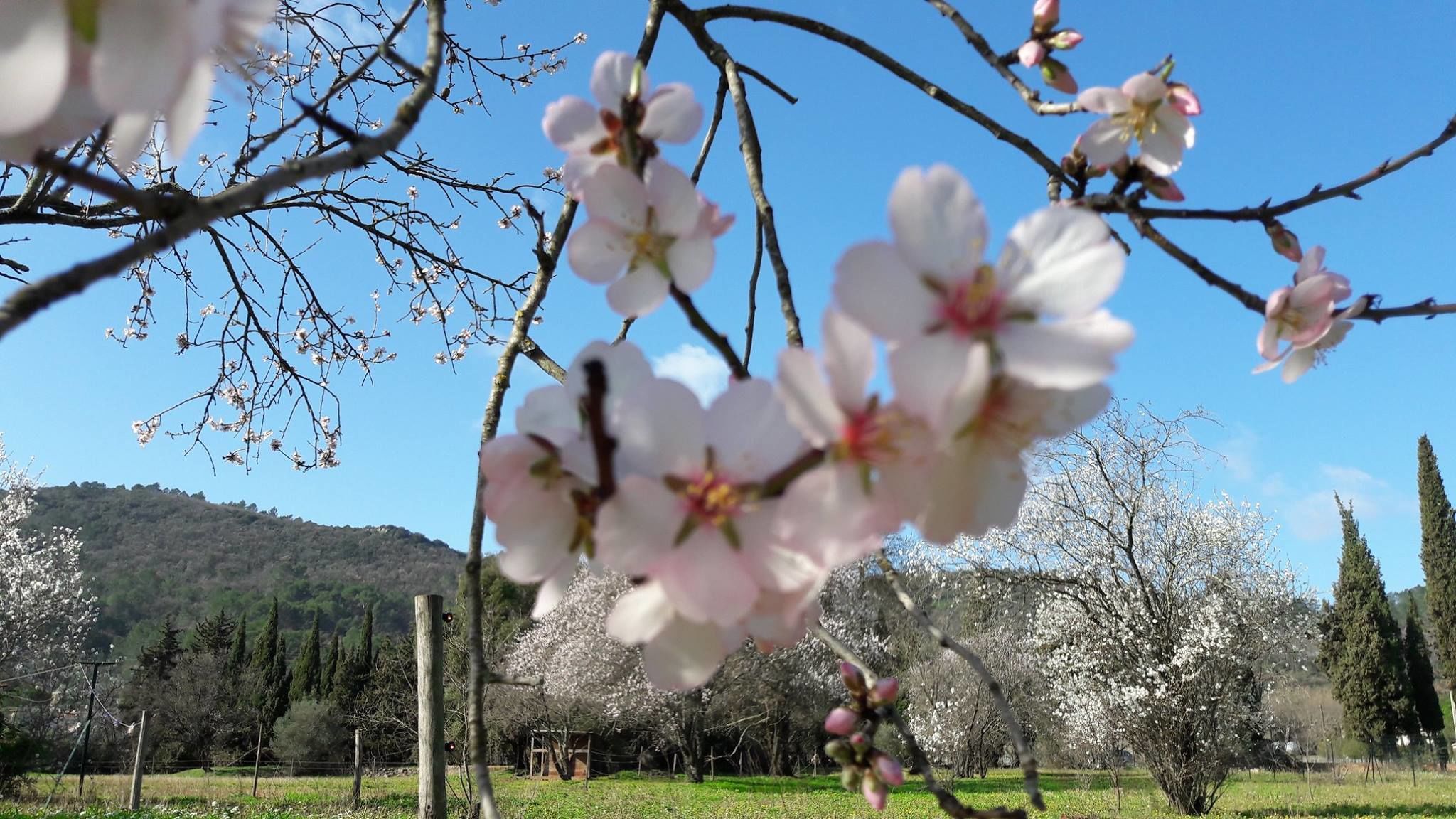 Un arbre aux fleurs roses, situé dans un cadre rural.