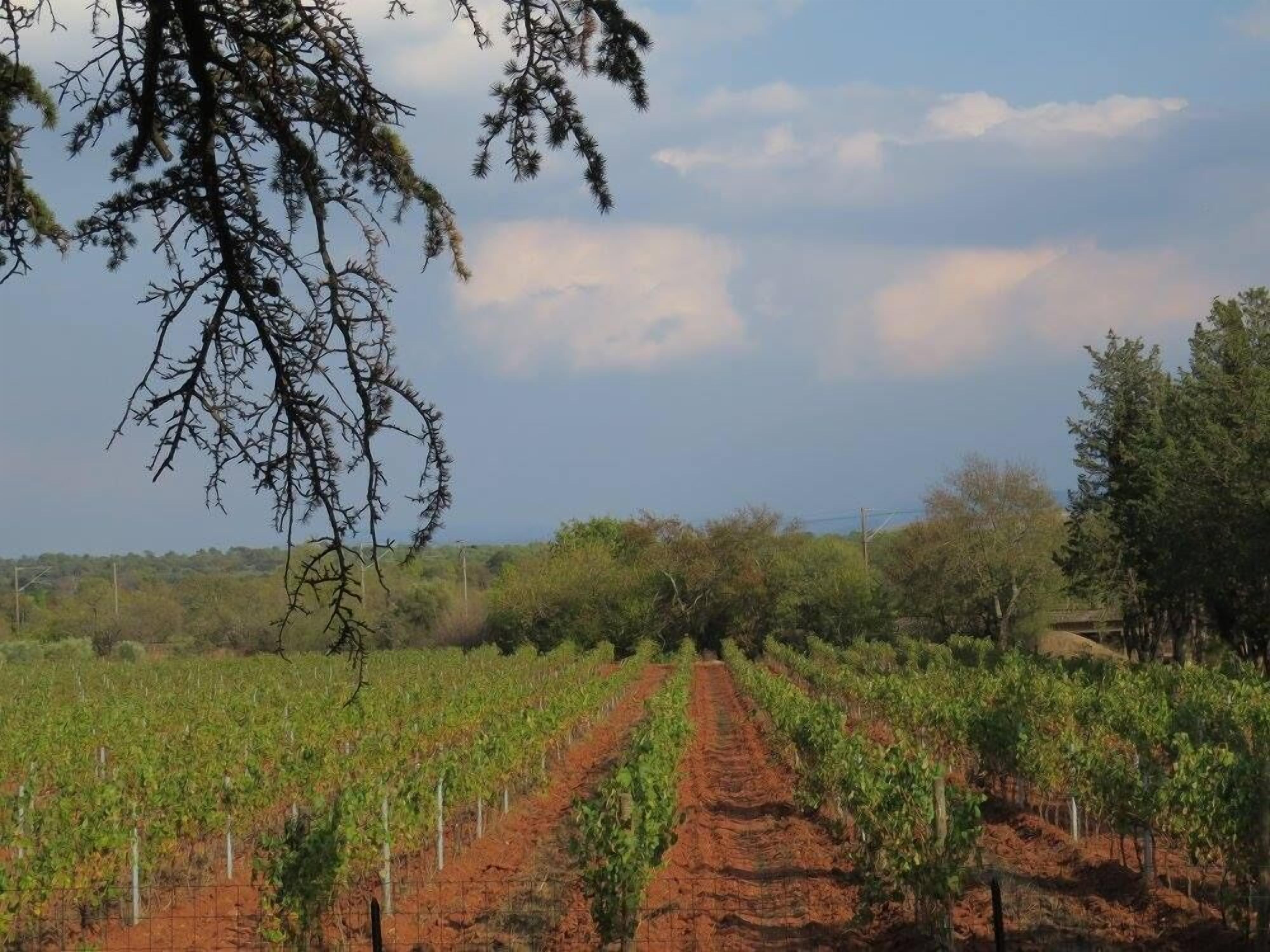 Ein Weinberg mit Reihen von Weinreben und einem Feldweg, der hindurchführt.