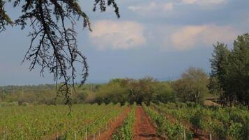 Ein Weinberg mit Reihen von Weinreben und einem Feldweg, der hindurchführt.