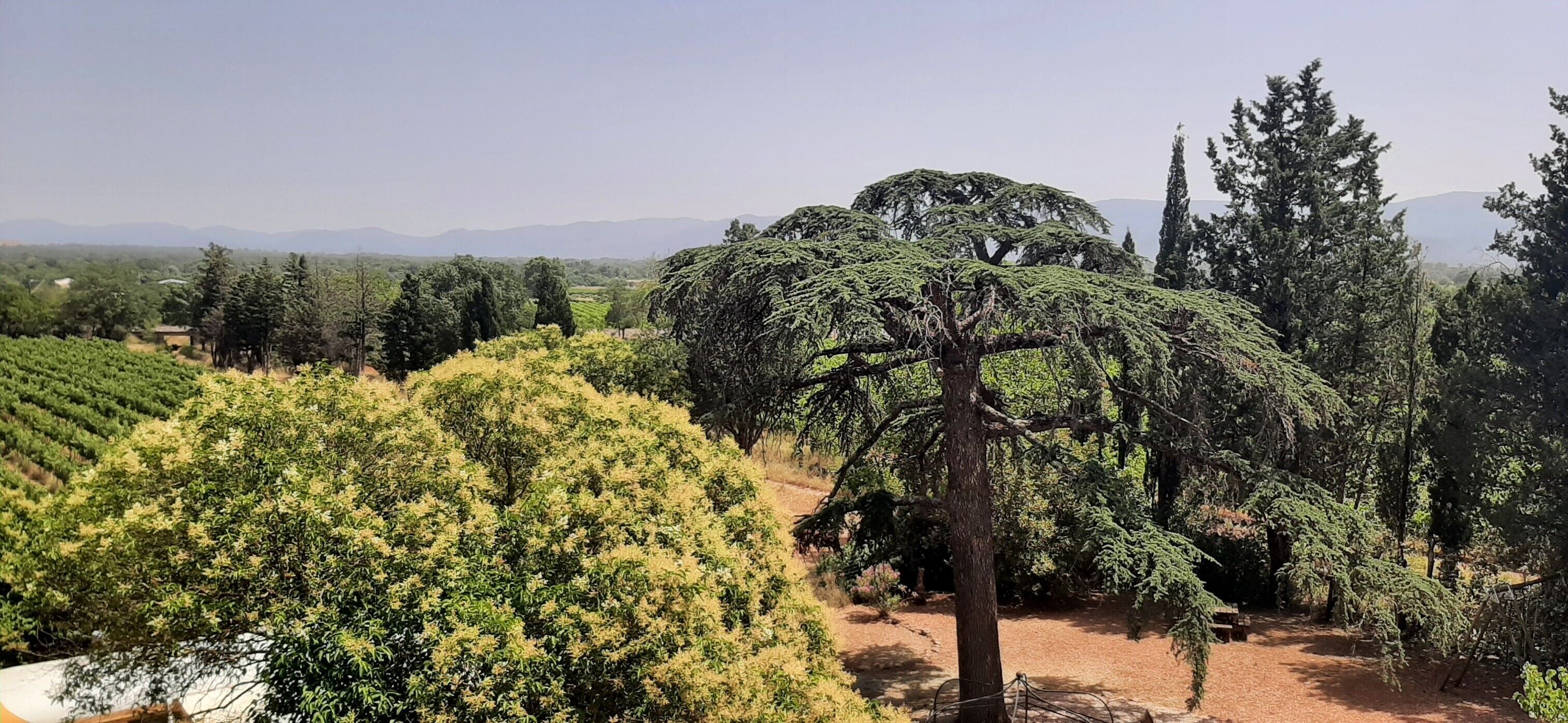 Viñedo con hileras de vides y un árbol destacado al frente.