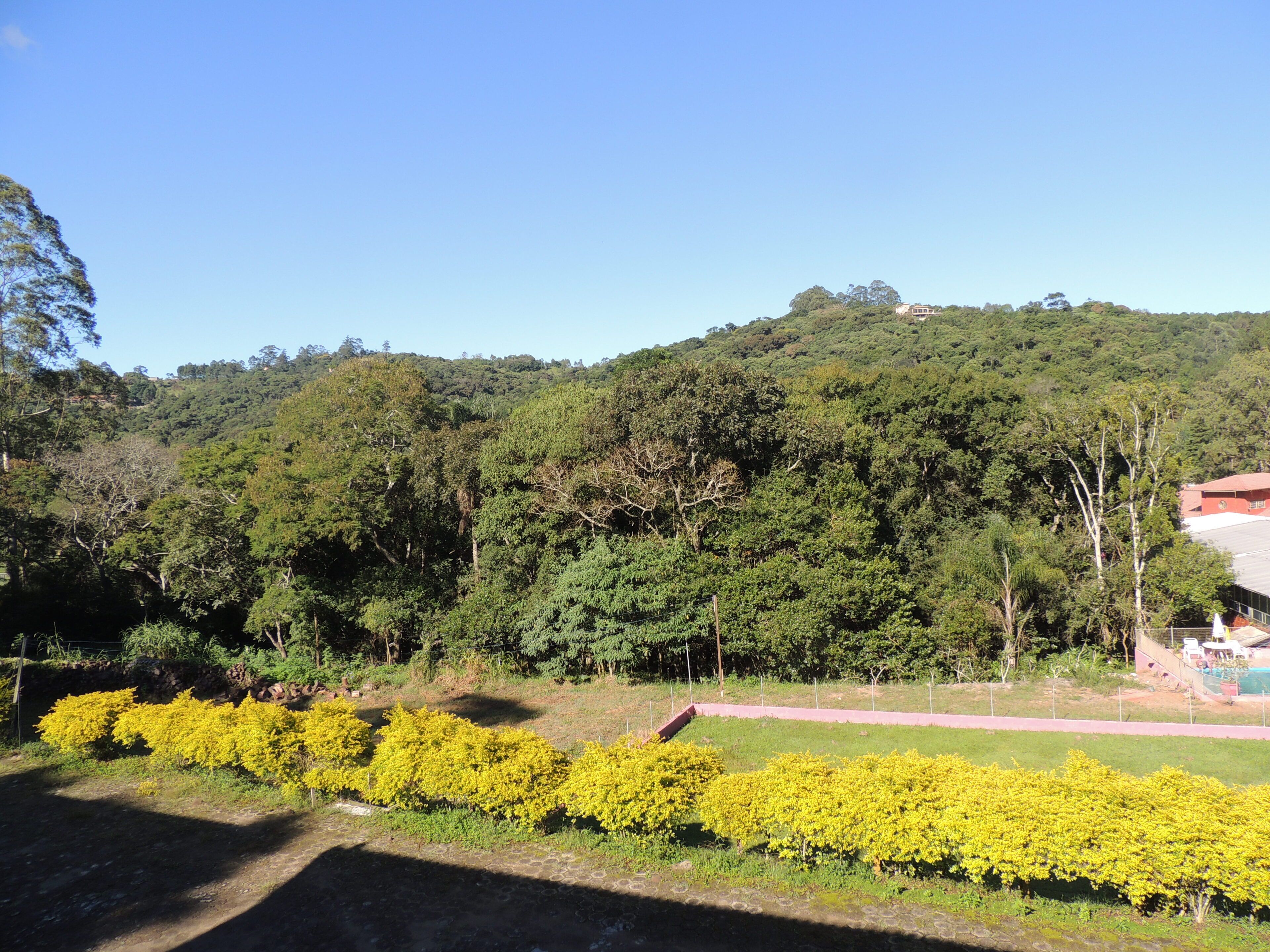 Una ladera verde y exuberante con un denso bosque y un cielo azul despejado.