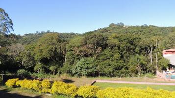 Una ladera verde y exuberante con un denso bosque y un cielo azul despejado.