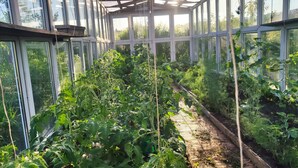 A greenhouse with a brick pathway and various plants. - OW Sargus (Wladyslawowo)