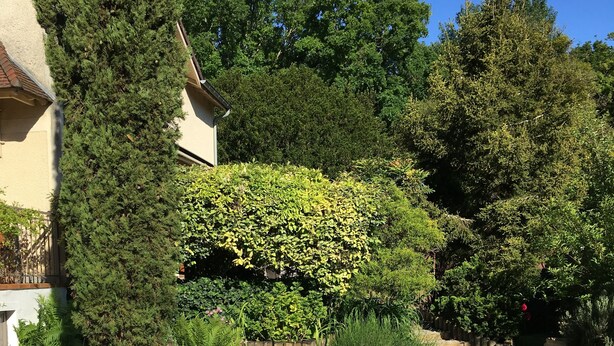 A wooden table set outdoors with breakfast items, surrounded by greenery and a wooden fence. - Chambre d'hôte La Bacotterie (Bois-le-Roi)