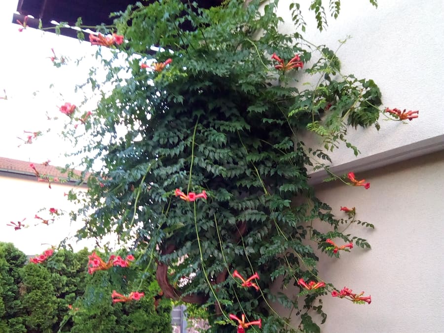 A building with a green climbing plant with red flowers.