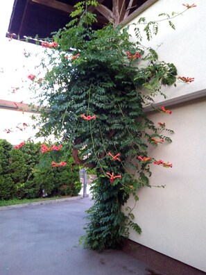 A building with a green climbing plant with red flowers. - Vila BBQ (Ljubljana)