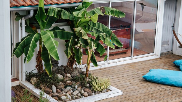 Une terrasse en bois avec un bananier en pot, une porte vitrée et un coussin bleu.