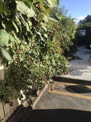 Property grounds - Peace Haven Backpackers (Blenheim)