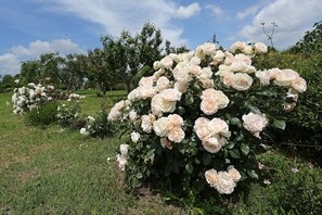 Property grounds - SPECIAL OFFER !!! Cottage with huge garden near the sea and thermal baths - Capalbio (Centro "h")