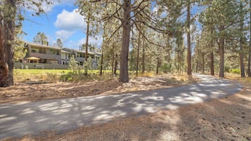 A road leading to a multi-story building surrounded by pine trees.