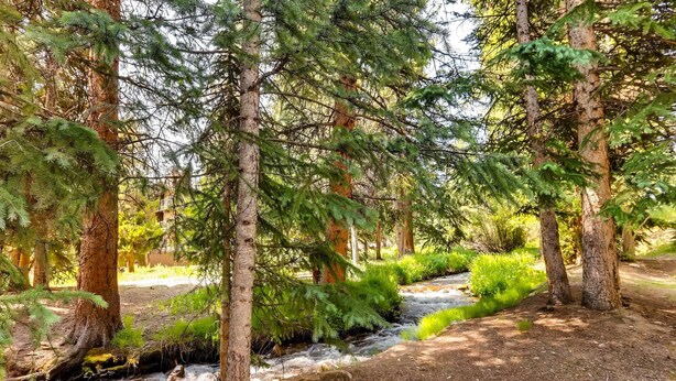 Une zone boisée traversée par un ruisseau, entourée de grands arbres et d’une végétation luxuriante.