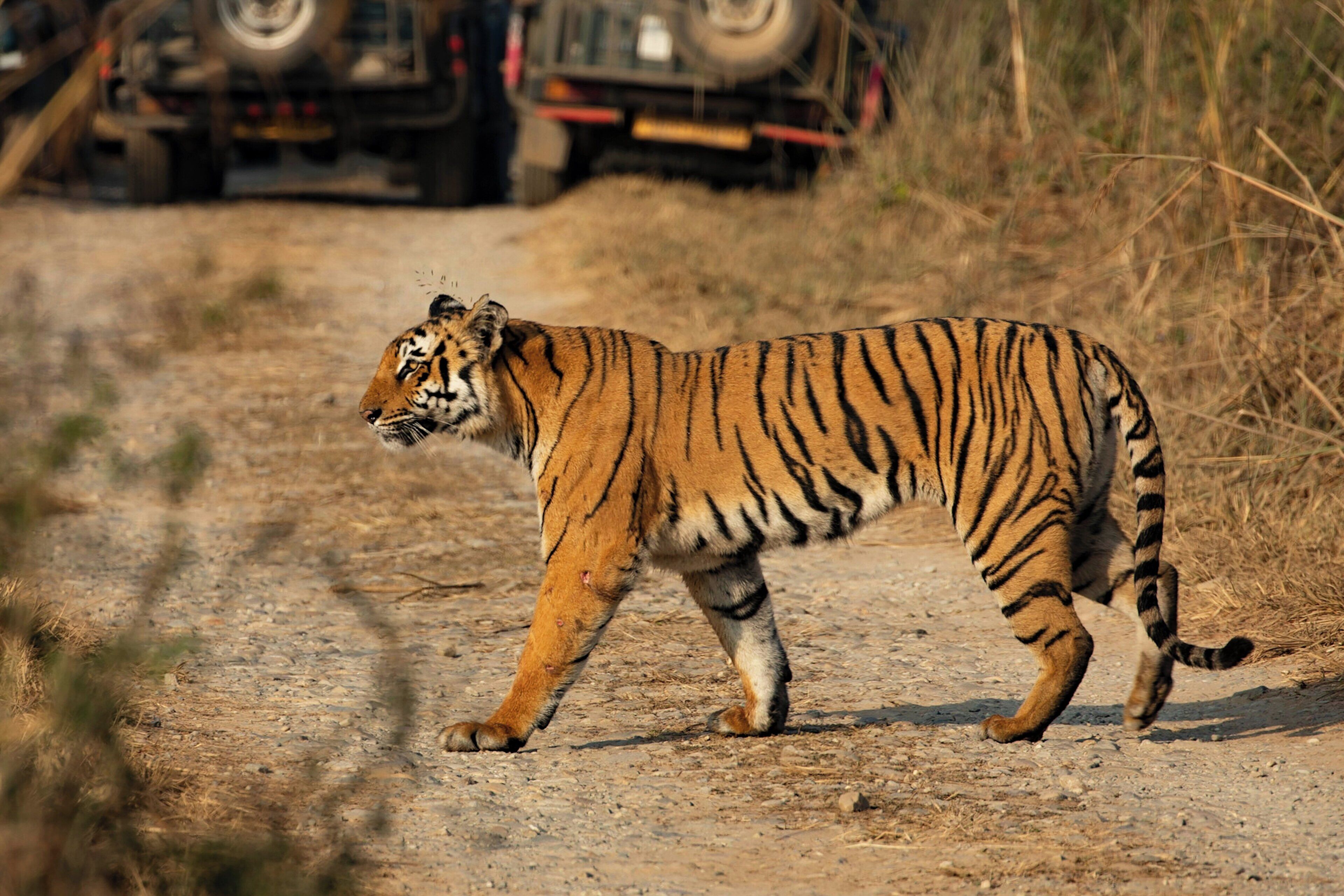 Un tigre caminando por un sendero de tierra con vehículos al fondo.