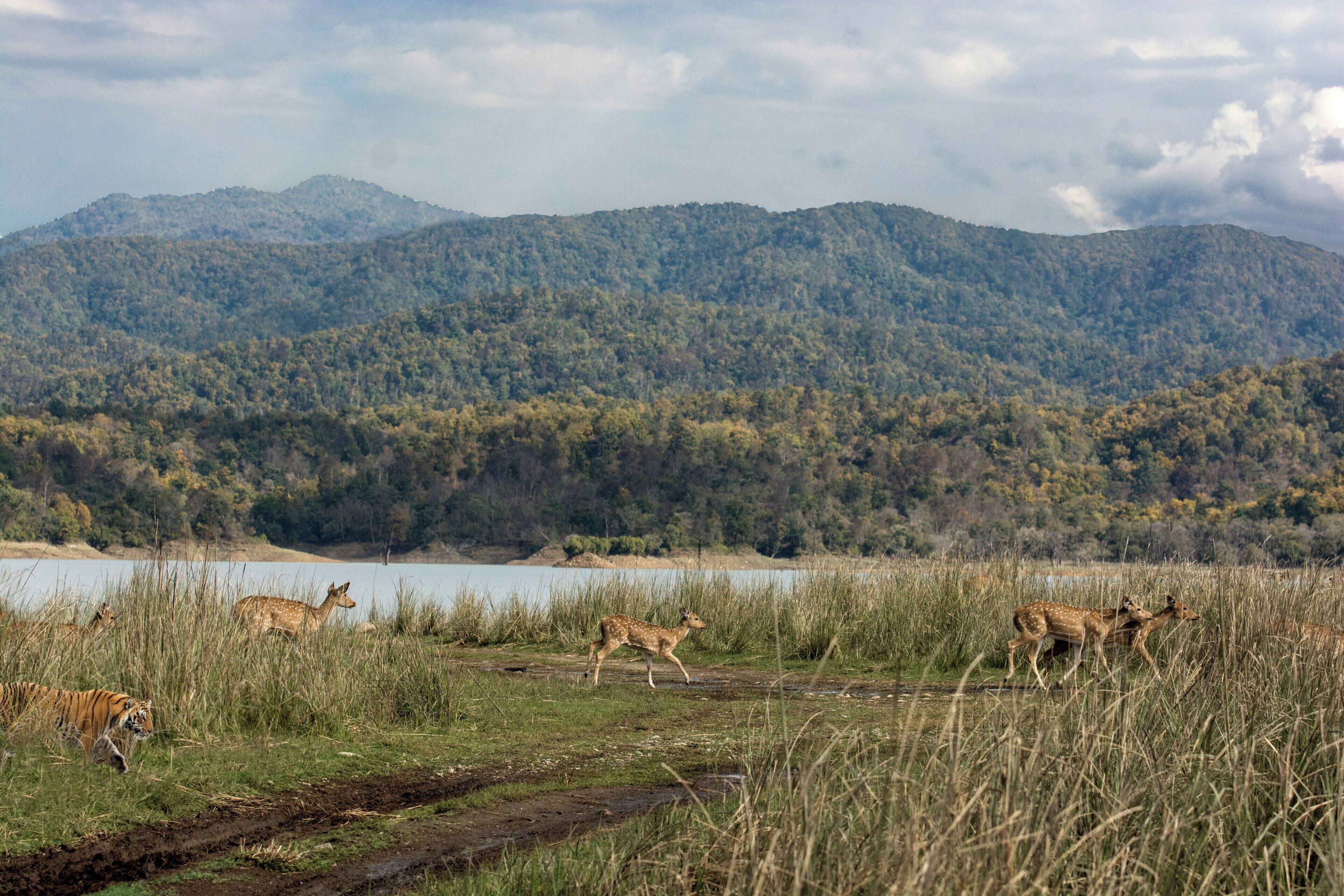 A natural landscape with deer and a tiger in a grassy area with mountains in the background.