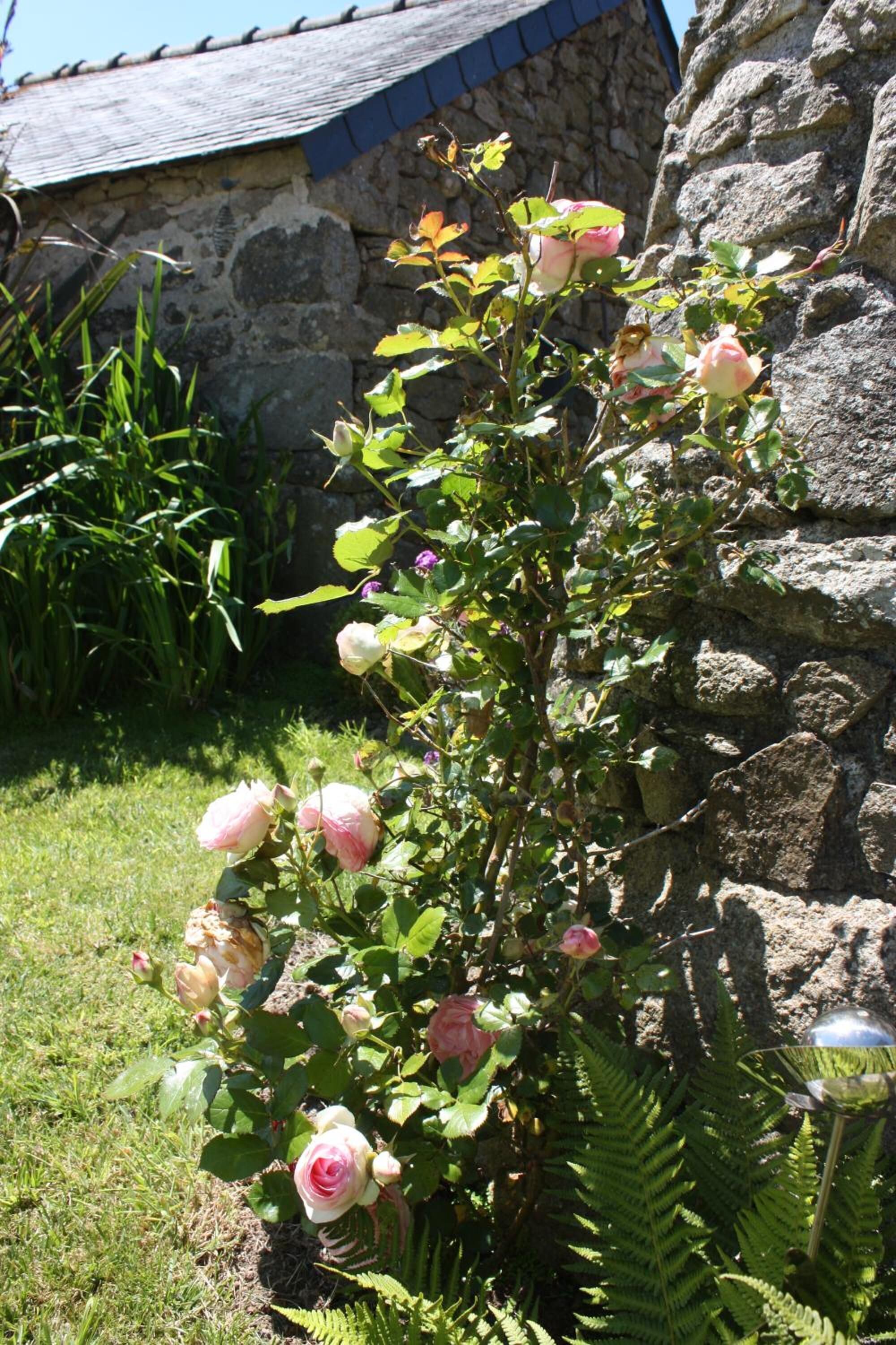 Een rozenstruik met roze bloemen in een tuin.