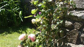 Een rozenstruik met roze bloemen in een tuin.