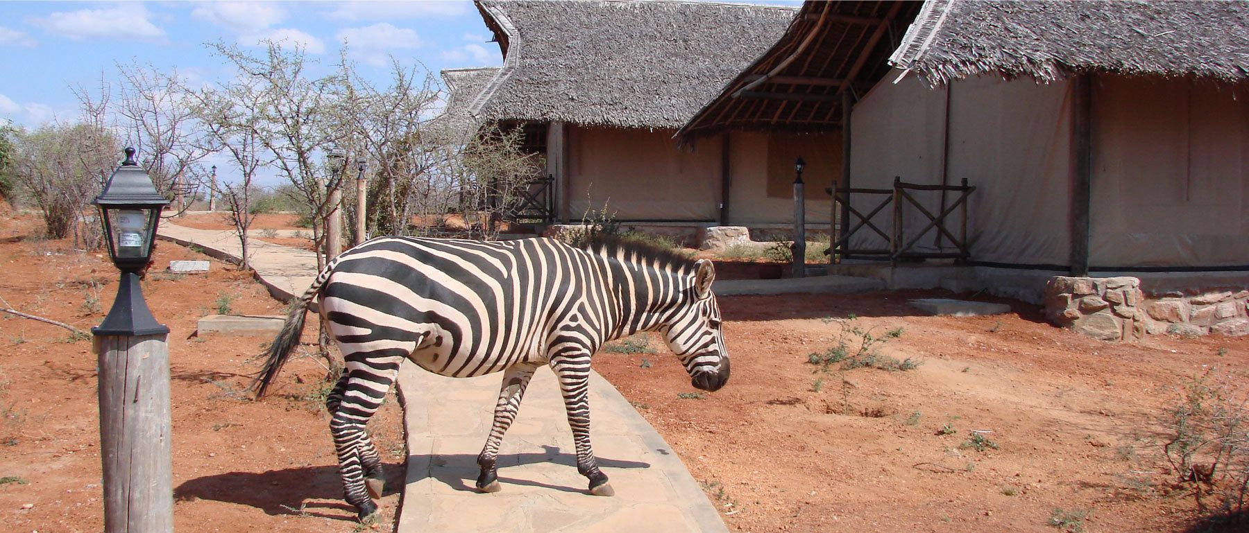 A zebra in an outdoor enclosure with a traditional thatched-roof building in the background.