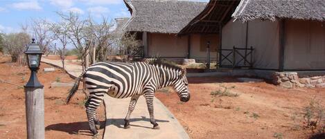 A zebra in an outdoor enclosure with a traditional thatched-roof building in the background.