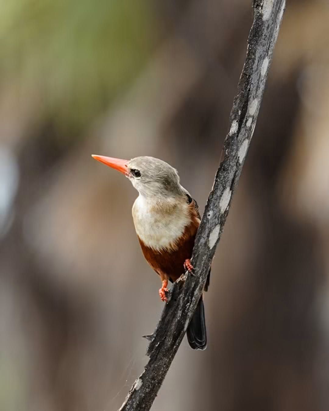 A small bird perched on a branch.
