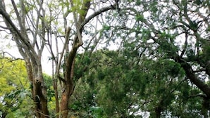 Un jardín con una mesa y sillas de madera, rodeado de exuberante follaje y árboles.