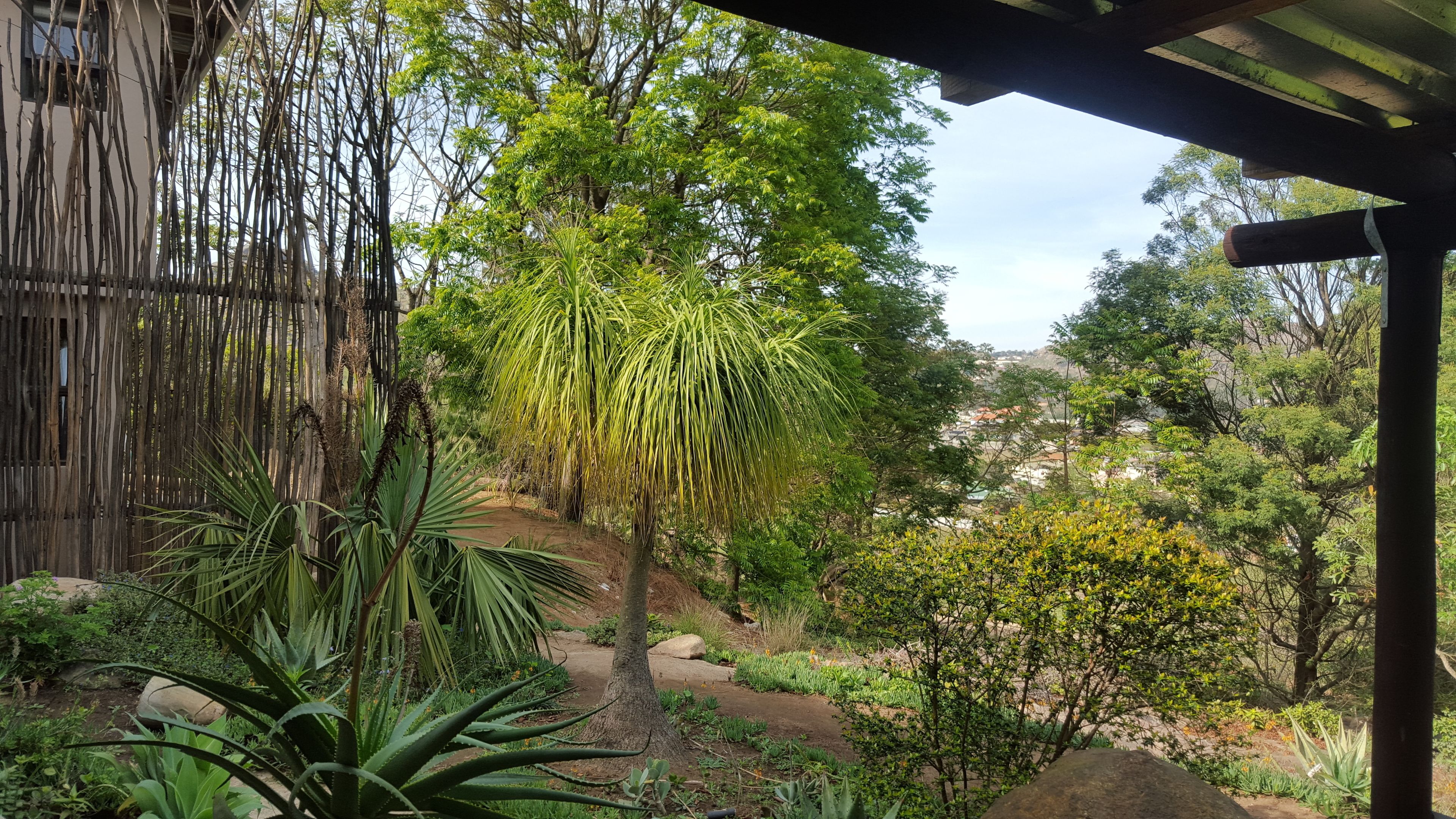 A garden with a variety of plants, a tree with hanging branches, and a wooden fence.