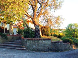 A residential area with a large tree in front of a house, stone steps leading up to the front door, and a well-maintained lawn.
