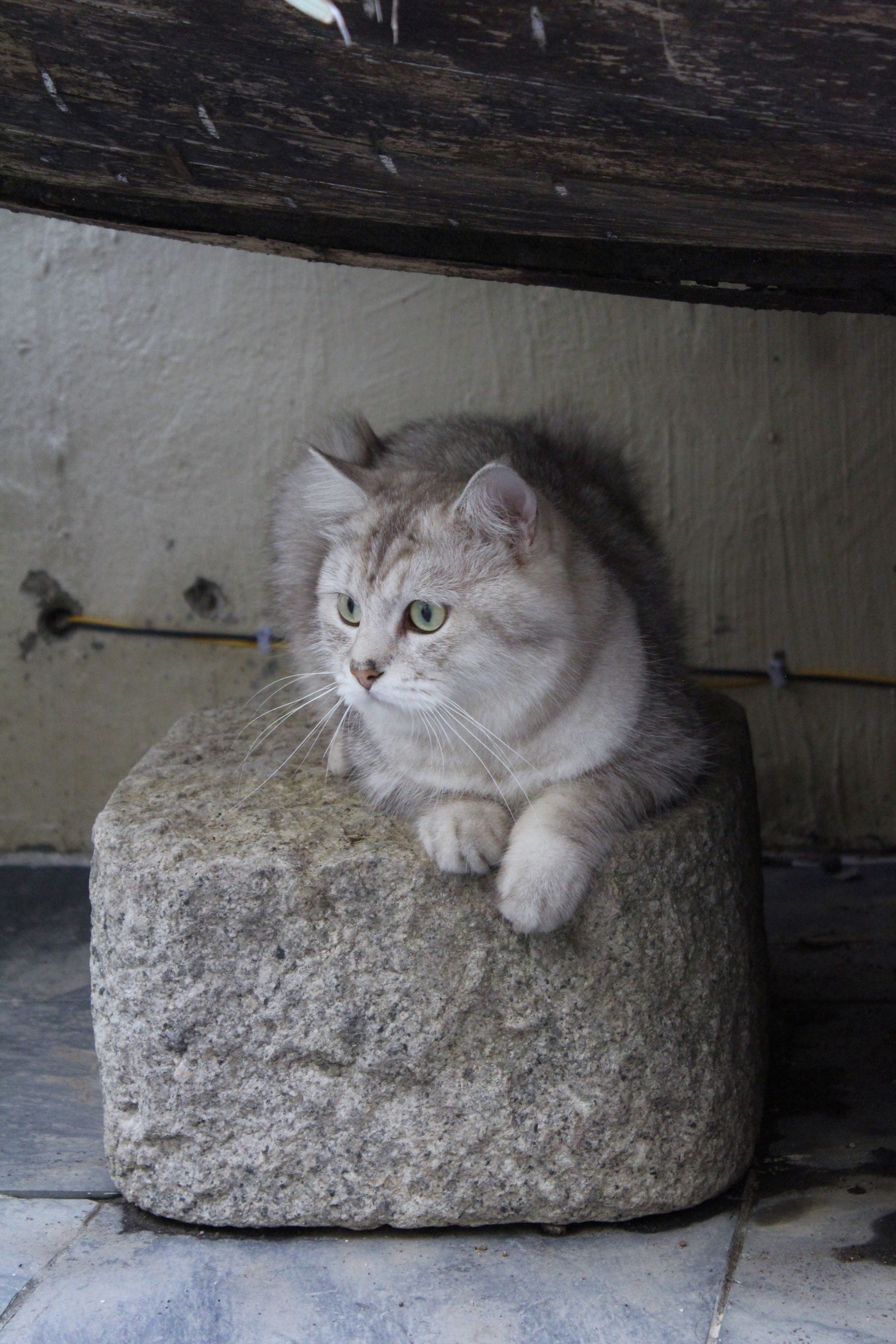 Un gato sentado sobre un bloque de piedra.