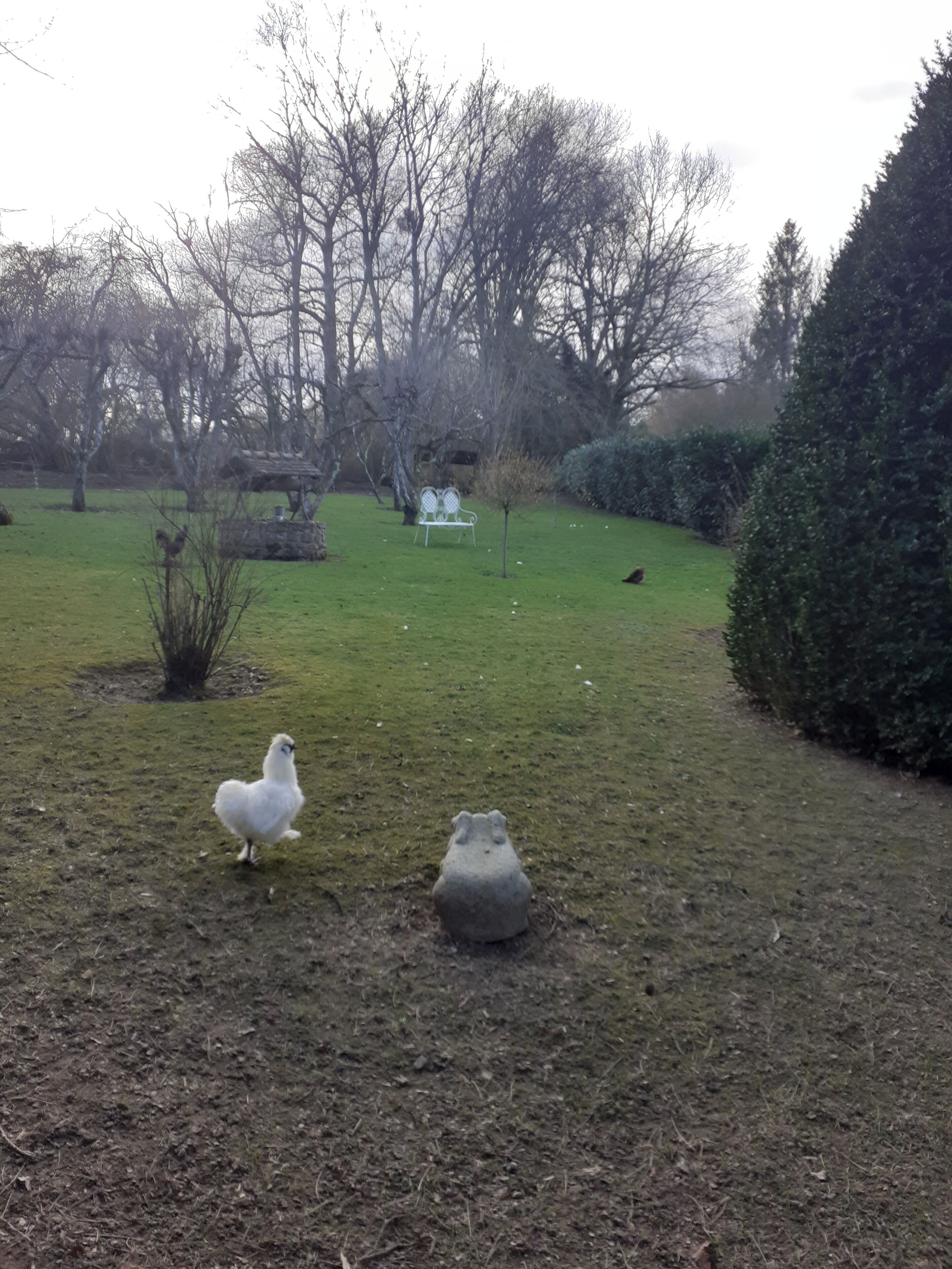 Un jardín con un pájaro blanco, una escultura de rana de piedra y un banco.