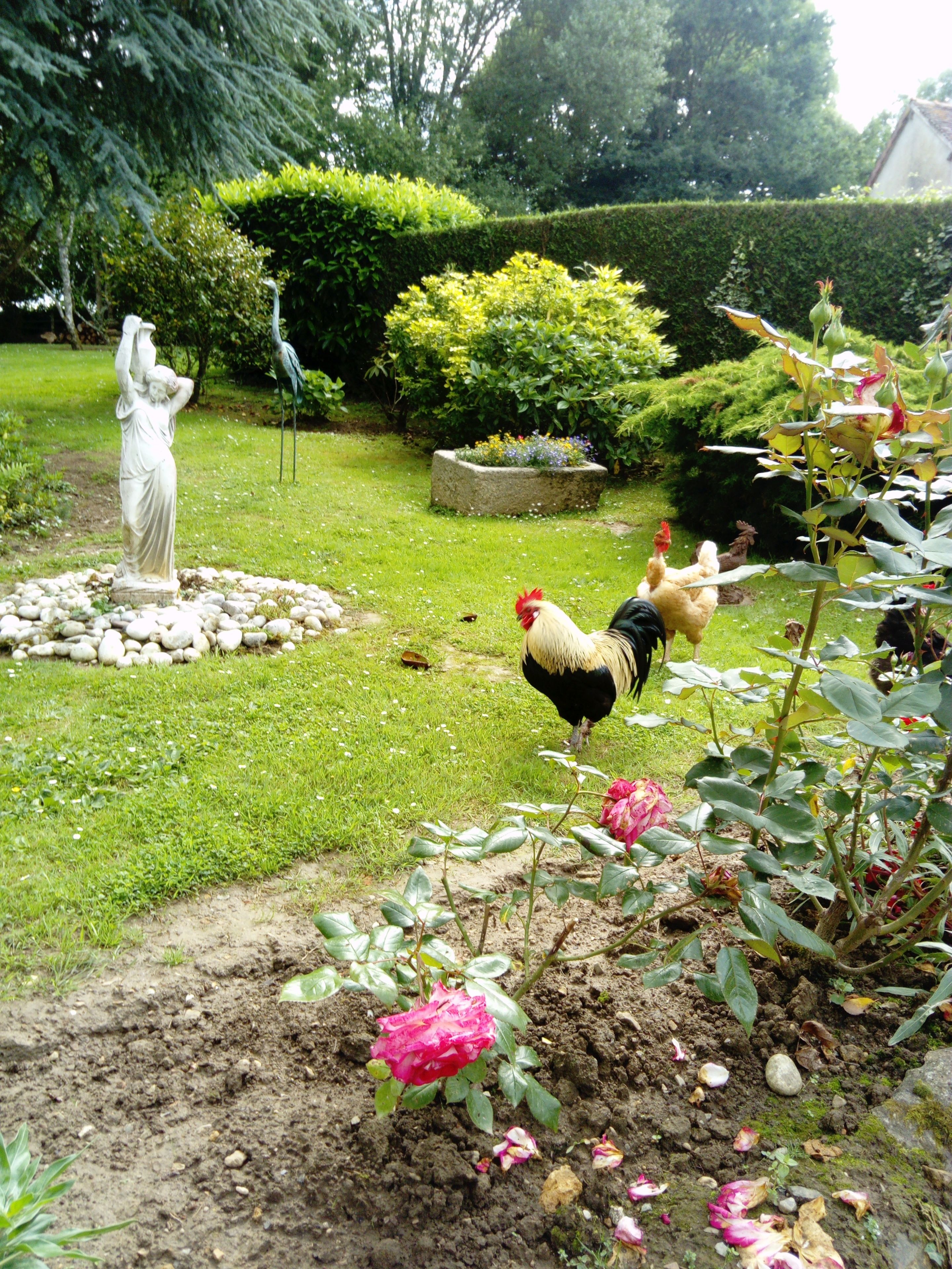 Een tuin met een beeld, kippen en bloemen.