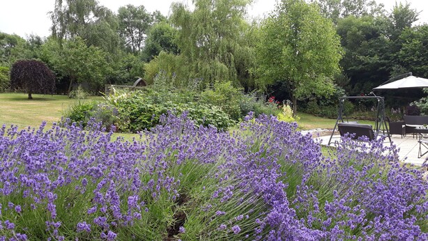 Um jardim com arbustos de lavanda, baloiço e um gazebo.