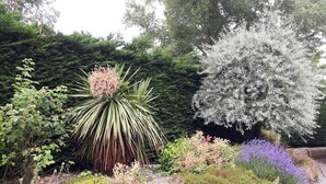 Jardim com diversas plantas e um muro de pedra.