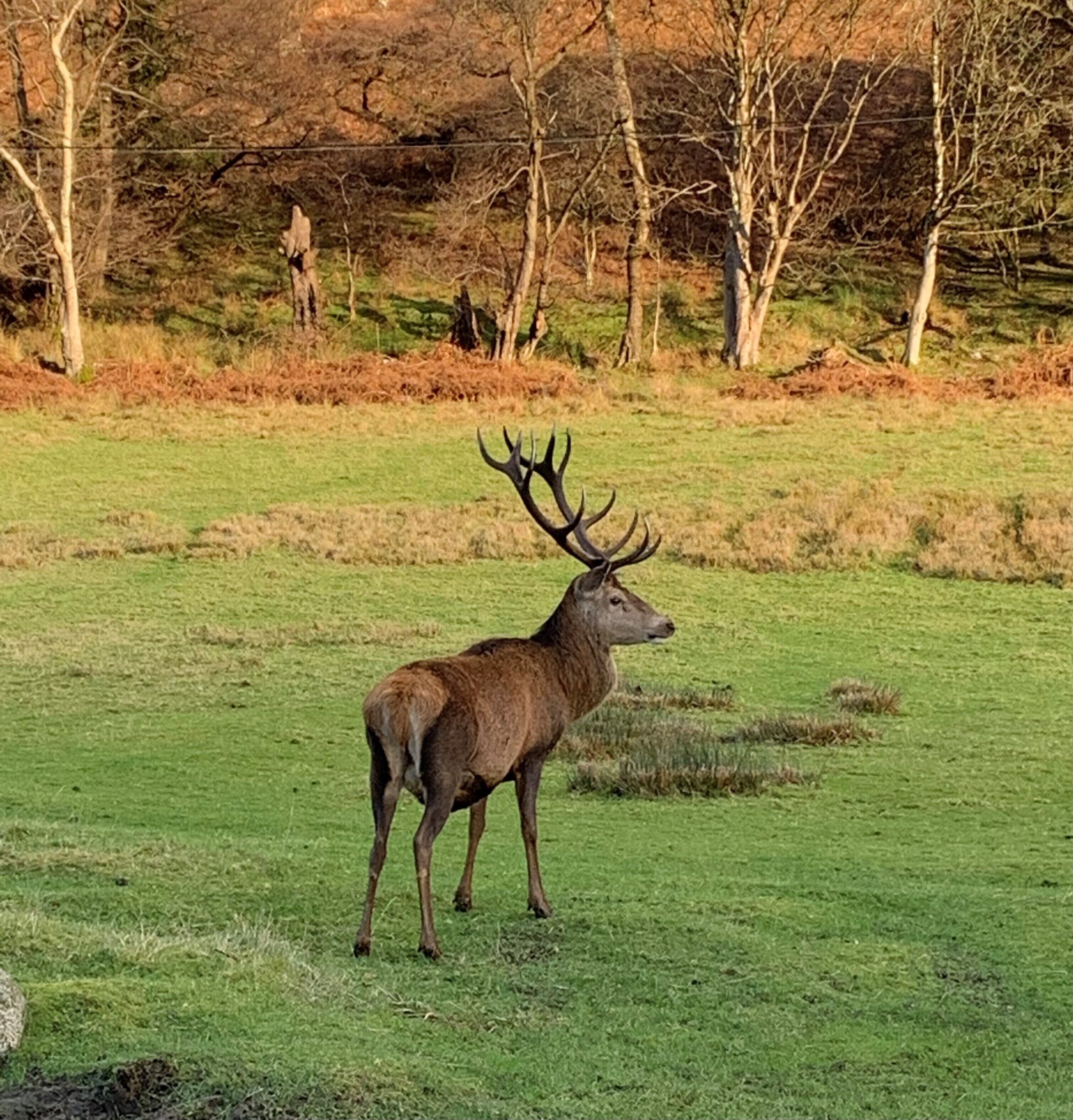 A stag in a grassy field with trees in the background.