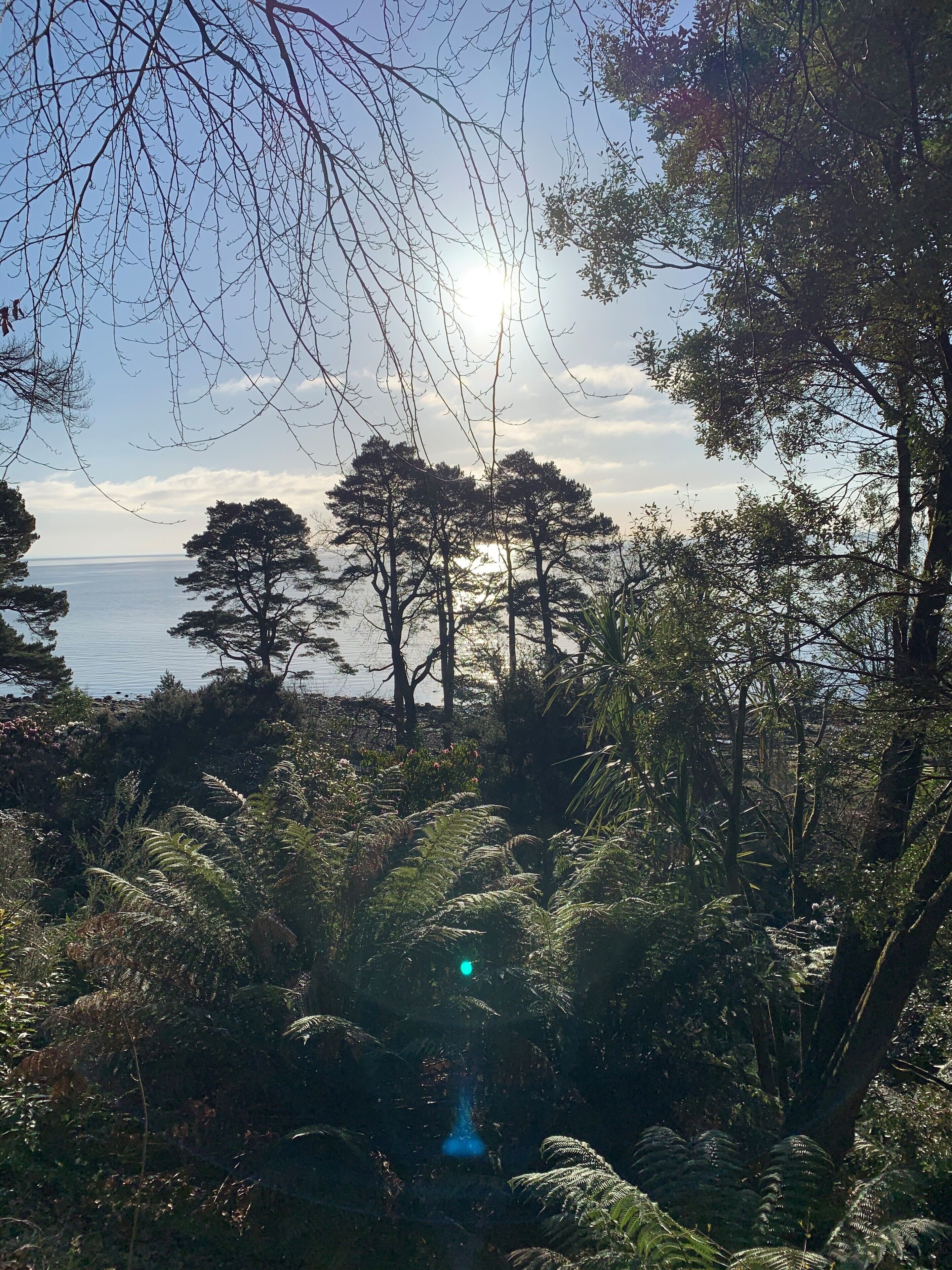 Eine natürliche Landschaft mit dichtem Bewuchs, Bäumen und einem Gewässer im Hintergrund.
