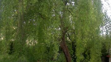 A tree with dense foliage in a natural setting.